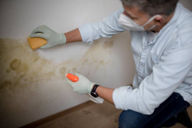 Best Residential Mold Removal  in New Windsor, MD